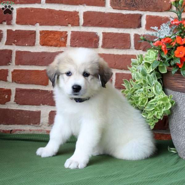 Sophia, Great Pyrenees Puppy